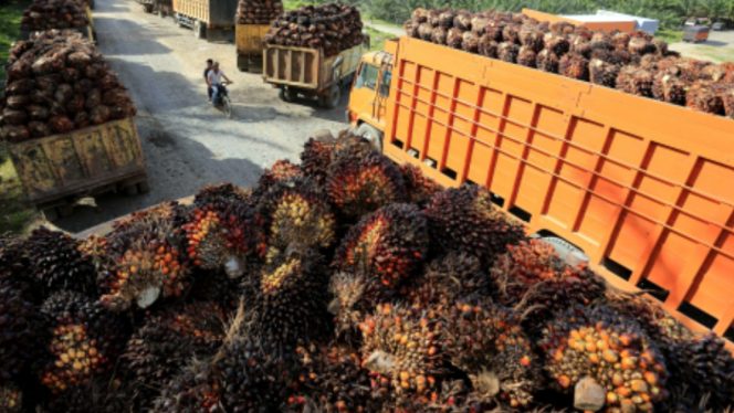 
 Sejumlah truk pengangkut Tanda Buah Segar (TBS) Kelapa Sawit mengantre pembongkaran di salah satu pabrik minyak kelapa sawit di Desa Padang Sikabu, Kaway XVI, Aceh Barat, Aceh, Selasa, 17/5/2022. (Foto: Antara/Syifa Yulinas)